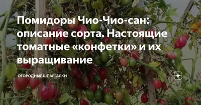Семена томата урожайного, вкусного \"Чио-чио-сан\" (0,15 г) от ТМ \"Велес\"  (ID#1754884384), цена: 3.90 ₴, купить на Prom.ua
