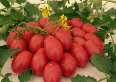 Томат \"Чио-Чио-Сан\" - удивительная гармония вкуса | Я не сдамся без боя. |  Дзен