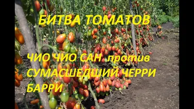 Помидорная коллекция 2019 г | Дача-кляча