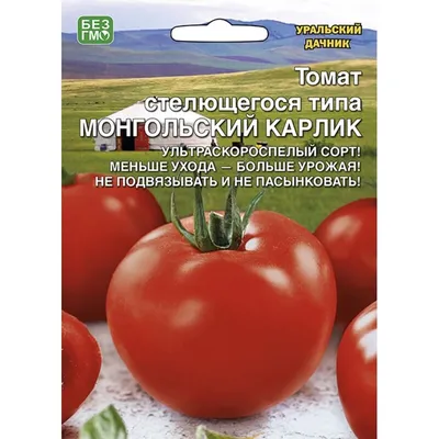 Семена Томат, Дачник, 0.1 г, цветная упаковка, Поиск в Россоши: цены, фото,  отзывы - купить в интернет-магазине Порядок.ру