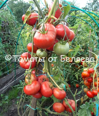 Томаты Уральский дачник томаты Сибирская коллекция - купить по выгодным  ценам в интернет-магазине OZON (829350035)