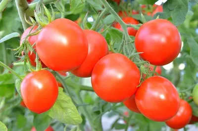 Семена этих 3 сортов томатов дачники скупают уже зимой: самые раннеспелые —  можно сажать в теплице - новости Хибины.ru / Новости за декабрь 2023