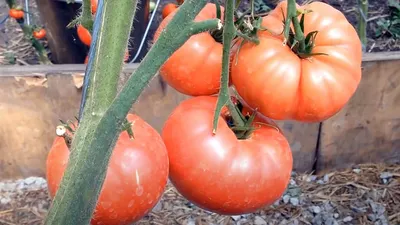 Дачникам раскрыли «чудо-средство» для вкусных помидоров: Дом: Среда  обитания: Lenta.ru