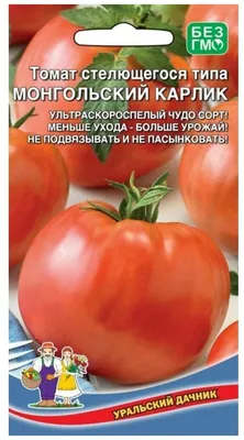 Рассада томата РОСТОК Дачник E6: отзывы покупателей, рейтинг и обзор от  интернет-магазина Стройландия