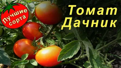 Семена РУССКИЙ ОГОРОД Томат Дачник – купить онлайн, каталог товаров с  ценами интернет-магазина Лента | Москва, Санкт-Петербург, Россия