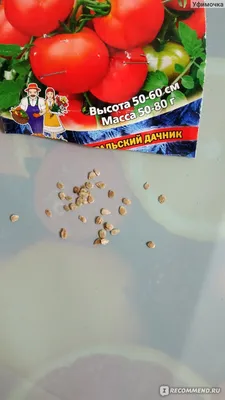 Семена томатов Уральский Дачник Томат Семеновна🍅 #томаты #посадкиого... |  TikTok