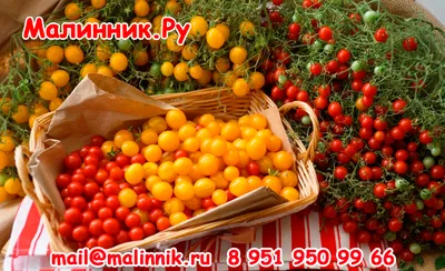Томат \"Розовый Клык\" описание, фото, ОТЗЫВЫ(1785), семена.