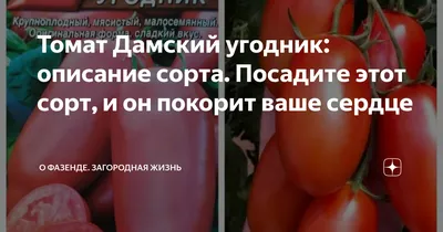 Томат Дамский угодник: описание сорта. Посадите этот сорт, и он покорит  ваше сердце | О Фазенде. Загородная жизнь | Дзен