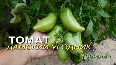 Томату ДАМСКИЙ УГОДНИК 100 дней! Обзор сортов ТОМАТОВ! - YouTube