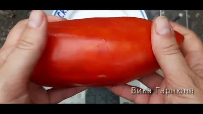 томат Дамский угодник - YouTube