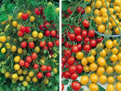 Семена Томат Дамский угодник Аэлита 64010969 купить в интернет-магазине  Wildberries
