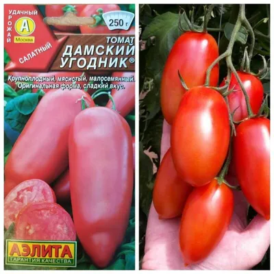 Томат Дамский угодник: описание сорта. Посадите этот сорт, и он покорит  ваше сердце | О Фазенде. Загородная жизнь | Дзен