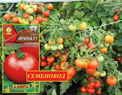Томат \"ПИКАДИЛЛИ\" (ИЗУМИТЕЛЕН В ВЯЛЕНОМ ВИДЕ!!!) - МАЛИННИК.РУ