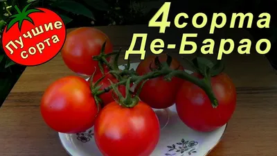 ✓ Семена Томат Де барао черный, 25г, Гавриш, Фермерское подворье по цене  298,40 руб. ◈ Большой выбор ◈ Купить по всей России ✓ Интернет-магазин  Гавриш ☎ 8-495-902-77-18