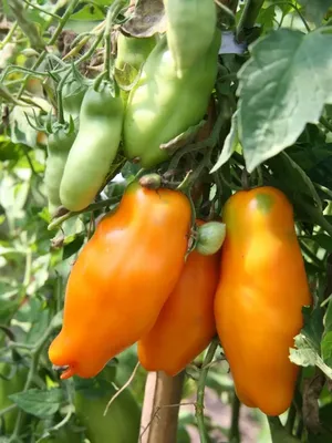 Томат Супер Марманде (Super Marmande) – отличный вкус