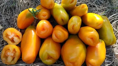Томат ЭРОС 🍅от коллекционера. - YouTube