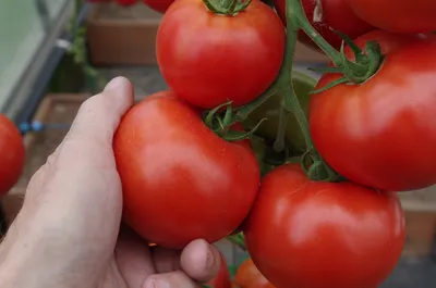 Факел | Семена редких сортов томатов