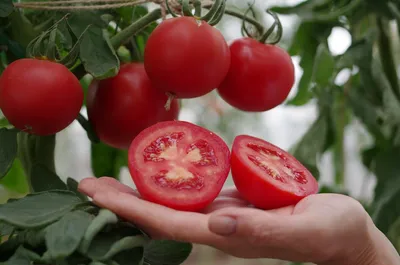 Семена томатов | томат факел 0,2г, агролиния
