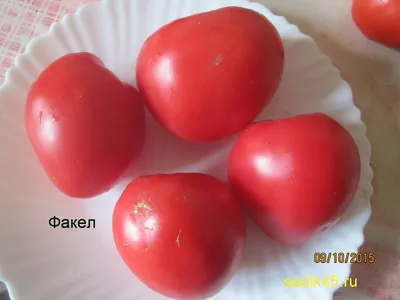Факел | Семена редких сортов томатов
