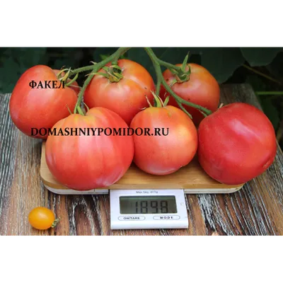 Семена томата «Факел», ТМ «Елітсортнасіння» - 0,2 грамма купить недорого в  интернет-магазине семян OGOROD.ua