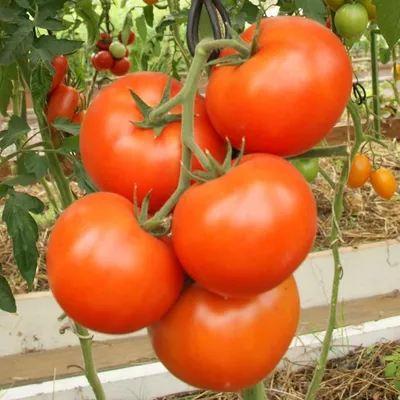 Купить семена томата Красный Факел 5шт Партнер в интернет-магазине с  доставкой - Интернет-магазин «СЕМЕНА ТУТ»