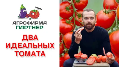 Тб/томат Факел средн, Д, урожайный *0,1г — цена в LETTO