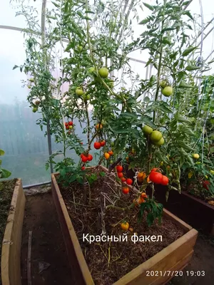 Выращиваем томаты: секреты посадки и ухода - Рамблер/женский
