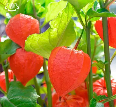 Маринованный физалис с черри и чесноком