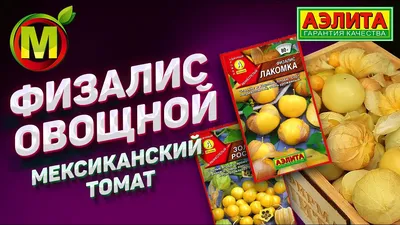Физалис: что это, польза и рецепты приготовления | РБК Life