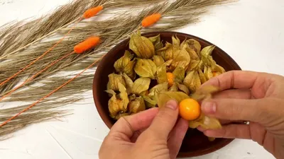 Нетрадиційні методи лікування і природні ліки. Физалис