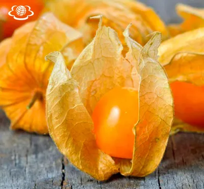 Купить физалис в магазине Fruitonline.ru