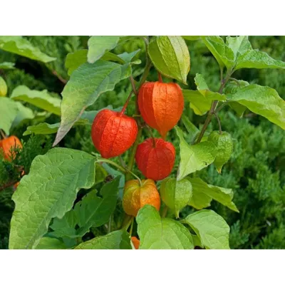 Физалис обыкновенный купить в blumgarden.ru