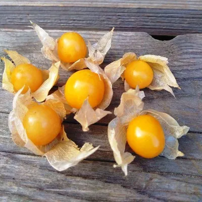 Физалис