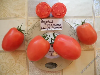 Больше не буду сажать крупные помидоры. Сорта томатов некрупных, но  мясистых и вкусных | уДачный проект | Дзен