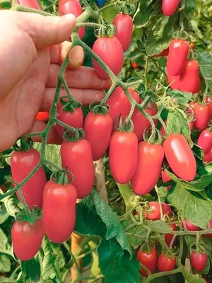 Семена Томатов Розовый фламинго для открытого грунта 50 шт Биотехника  26618766 купить в интернет-магазине Wildberries