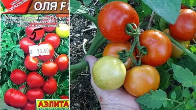Семена Томат Яблонька России 0,2г Кольчуга - купить в интернет магазине  ХозСити по низким ценам