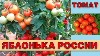 Томат Яблонька России: характеристика и описание сорта