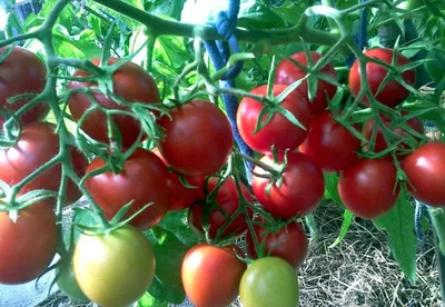 Томат Яблонька России (семена, универсального выращивания) купить по цене  43 ₽ в интернет-магазине KazanExpress