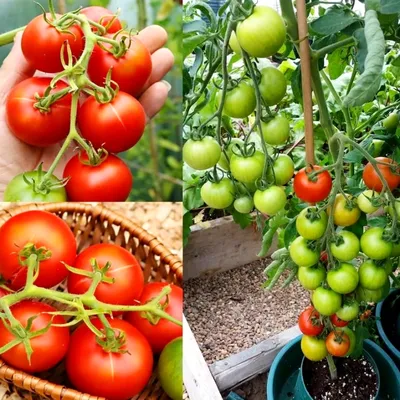 Помидоры Тамина Яблонька России — Tamina Tomato | Дом Помидоров - Помидом