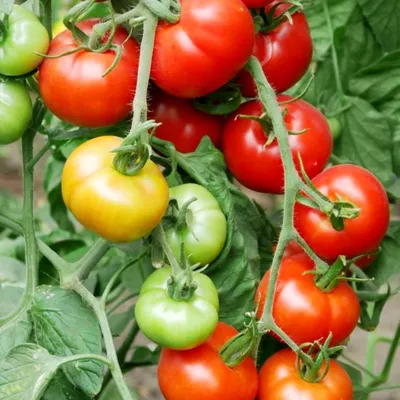 Помидоры Тамина Яблонька России — Tamina Tomato | Дом Помидоров - Помидом