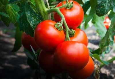 Томат Хурма (Persimmon, Персимон) семена - купить с доставкой по России и  Екатеринбургу - интернет магазин семян Томаты Помидоры