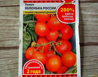 Помидоры яблонька россии фото фото