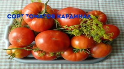Томаты Кардинал | Идеальный огород | Дзен