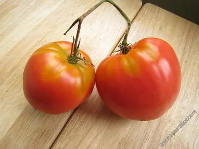Томаты сортовые крупноплодные. Очень вкусные. | Оксана Бухгалтерский огород  | Дзен
