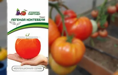 Томат - Нетипичный фермер