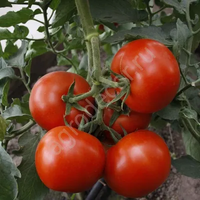 Томат Екатерина Великая (плоды ярко-красного окраса, округлой формы) 590  руб. AGRO4626