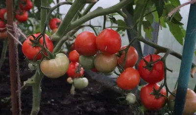 Если совсем мало времени на уход за томатами сажаю сорт Катя. Стабильное  плодоношение даже в холодное и сырое лето. | Сад огород лайф. (Статьи) |  Дзен