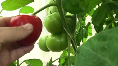 Томаты F1 Розовая Катя и Катя, обзор на 4 июля. | Вегетация томатов на  вятке'21 - YouTube