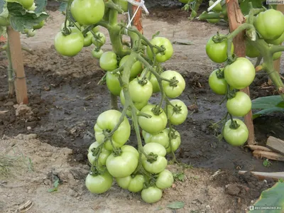 Семена ЗАО \"Семко-Юниор\" томат универсального типа F1 Катя -  «Ультраскороспелый, надежный, урожайный в любое лето - находка для  дачников.» | отзывы