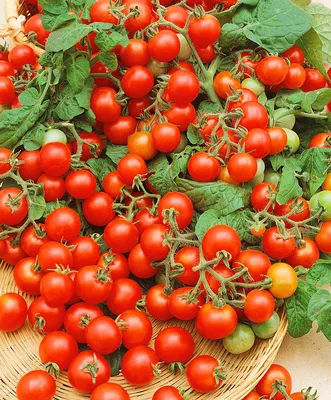 Отзыв о Семена томата Семко Катя f1 | Разве что для консервации.
